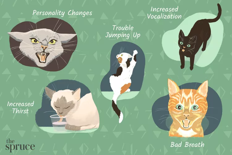 illnesses in cats